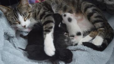 kittens