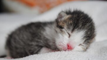 kitten