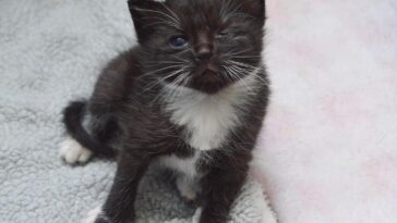 kitten