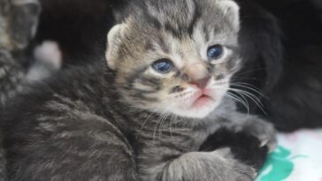 kitten