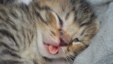 kitten