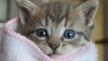 kitten