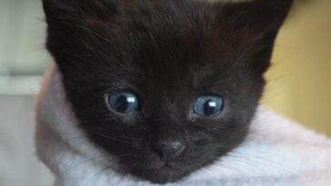 kitten