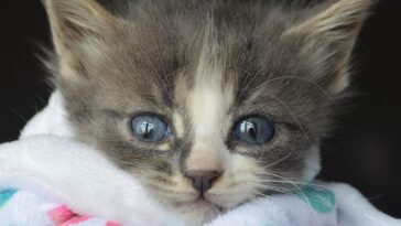 kitten