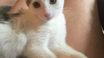 kitten