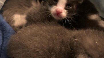 kittens