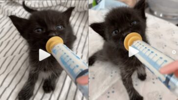kitten