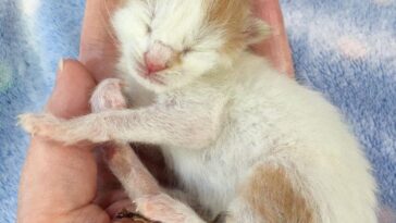 kitten