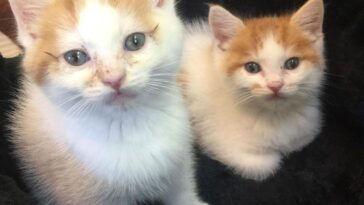 kitten