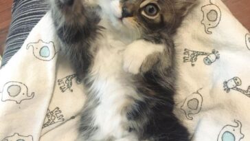 kitten