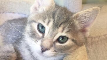 kitten