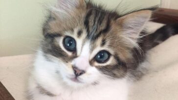 kitten