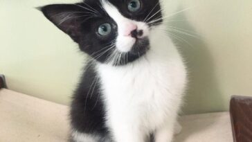 kitten