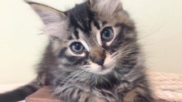 kitten