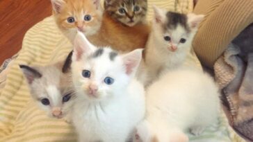 kitten