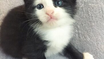 kitten