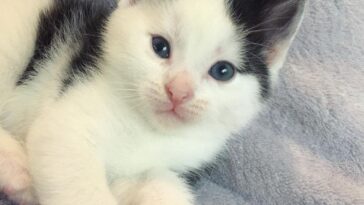 kitten