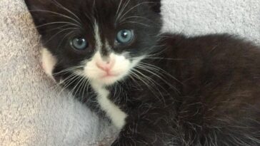 kitten