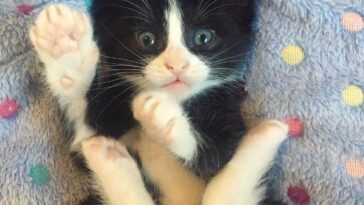 kitten