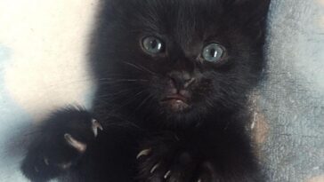kitten 