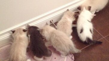 kittens