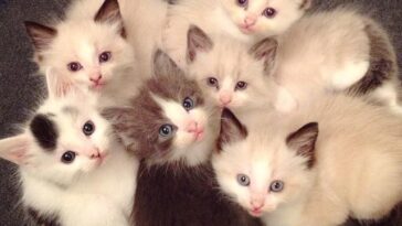 Kittens