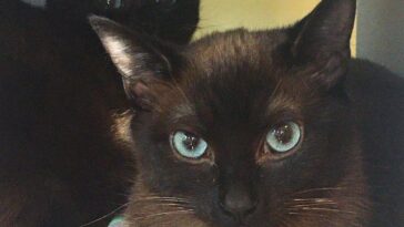 kitten
