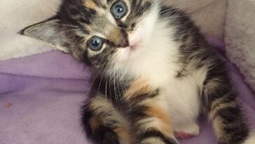 kitten