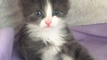 kitten