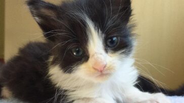 kitten