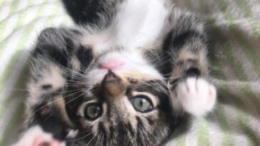 kitten