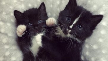 kitten