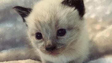 kitten