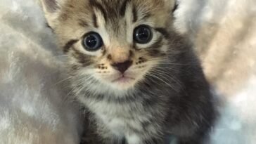kitten