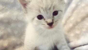 kitten