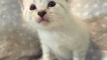 kitten