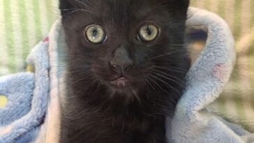 kitten