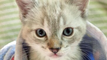 kitten