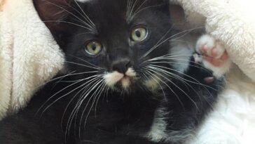 kitten