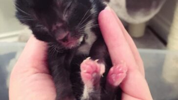 kitten