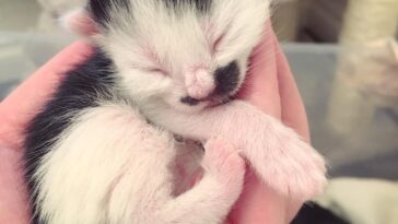 kitten