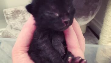 kitten