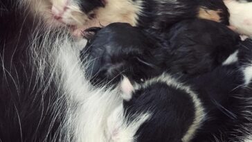 kitten