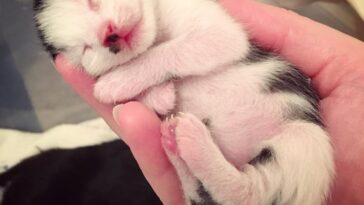 kitten