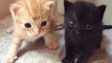 kitten