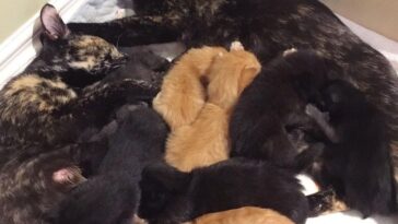 kitten