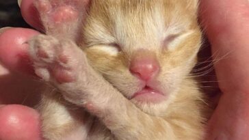 tiny kitten