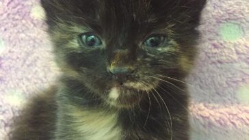 kitten