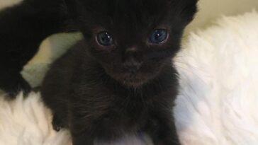 kitten