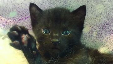 kitten